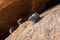 Hyrax near Spitzkoppe