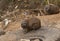 Hyrax seen feeding near Rift Valley, Kenya