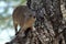 Hyrax in the Serengeti