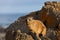 Hyrax sitting on a rock