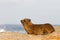 Hyrax sitting on a rock