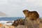 Hyrax sitting at the rocky coastline