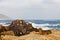 Hyrax sitting at the rocky coastline