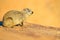 Hyrax on stone in rocky mountain, Namibia, Africa