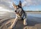 Hysky having fun at the beach laying on the sand wide angle