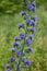 Hyssop flower branch Hyssopus officinalis in the field