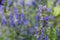 Hyssop flowers in the herb garden, blurred background