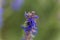 Hyssop flowers Hyssopus officinalis