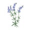 Hyssop flowers or inflorescences isolated on white background. Detailed drawing of wild aromatic perennial herbaceous