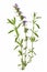 Hyssop (Hyssopus officinalis)