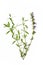 Hyssop (Hyssopus officinalis)