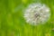 I believe it`s wild salsify - Tragopogon - looks like a huge dandelion - closeup of seeds with smooth green background taken in a