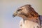 I believe a sharp-shinned juvenile hawk portrait - close up - at Hawk Ridge Bird Observatory in Duluth, Minnesota during Fall migr