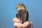 I believe a sharp-shinned juvenile hawk portrait - close up - at Hawk Ridge Bird Observatory in Duluth, Minnesota during Fall migr