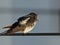 I bird singing on an electrical wire.