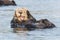 I can`t hear you, says sea otter covering ears