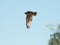 I Fly Alone-redtailed hawk bird-