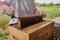 I keep my bees well-protected, healthy, and thriving. a beekeeper opening a hive frame on a farm.