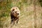 I know shes here somewhere. Shot of a majestic lion prowling though the grasslands.