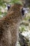 I Know You\'re Back There - Cougar (Felis Concolor)