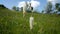 I like to walk through the meadows and collect wild flowers. Flowering plantain. There is a flowering goose-grass on meadow.