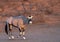 I lone oryx walking in the desert