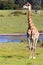 I look Left - Giraffe - Giraffa Camelopardalis