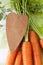 I love carrot, fresh carrots with leaves and heart