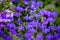 I love those gorgeous lobelia flowers