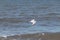 I love the look of this seagull flying through the air. This shorebird was just using the ocean breeze to glide.