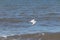 I love the look of this seagull flying through the air. This shorebird was just using the ocean breeze to glide.