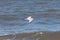 I love the look of this seagull flying through the air. This shorebird was just using the ocean breeze to glide.