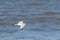 I love the look of this seagull flying through the air. This shorebird was just using the ocean breeze to glide.