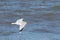 I love the look of this seagull flying through the air. This shorebird was just using the ocean breeze to glide.