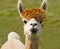 I Love Lucy the Alpaca