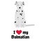 I love my dalmatian illustration on white background