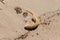 I love this picture of a knobbed whelk egg case sitting here in the sand at the beach. This beach was at Cape May New Jersey.