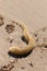 I love this picture of a knobbed whelk egg case sitting here in the sand at the beach. This beach was at Cape May New Jersey.