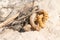 I love this picture of a knobbed whelk egg case sitting here in the sand at the beach. This beach was at Cape May New Jersey.