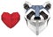 I love racoon