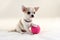 I Love Tennis! - Chihuahua dog with tennis ball