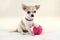 I Love Tennis! - Cute Chihuahua puppy with ball