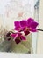 I`m so proud my beautiful purple orchid flower.