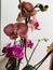 I`m so proud my beautiful purple orchid flower.