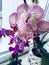 I`m so proud my beautiful purple orchid flower.