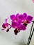 I`m so proud my beautiful purple orchid flower.