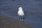 I Sea Gull