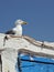 I am watching you! - seagull