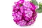 ianthus barbatus (Sweet William) pink flowers isolated on white