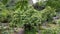 Iao valley trees